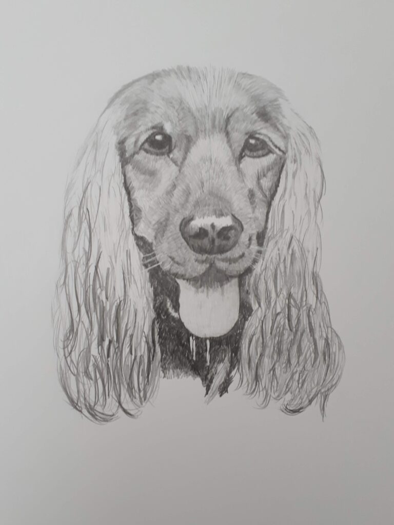 Tekening Hond